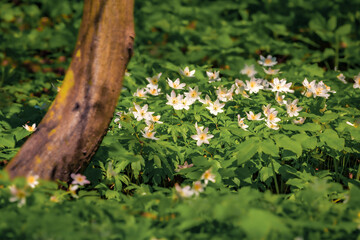 First green plants in the spring forest. Attractive morning scene of woodland glade in March with white Anemone flowers. Beautiful floral background. Long focus picture. - 781889985