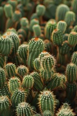 Group of cacti with spines close-up.