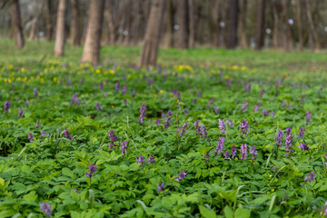 Obraz premium Purple flowers bloomed in the forest