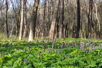 Purple flowers bloomed in the forest