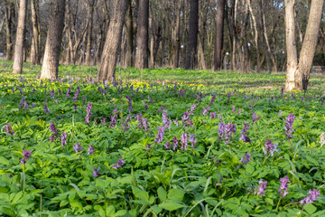 Purple flowers bloomed in the forest
