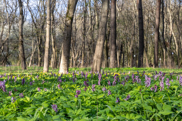 Fototapeta na wymiar Purple flowers bloomed in the forest