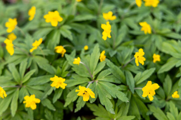 Yellow flowers in the spring forest