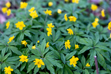 Yellow flowers in the spring forest