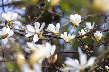 White magnolia flowering in spring