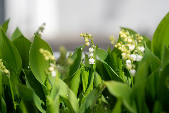 close up of Lily of the Valley