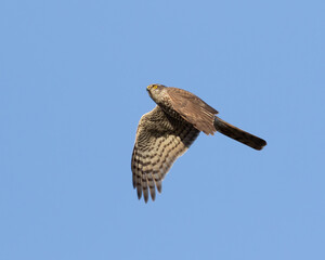 Eurasian sparrowhawk, Accipiter nisus. A young male flies against a blue sky