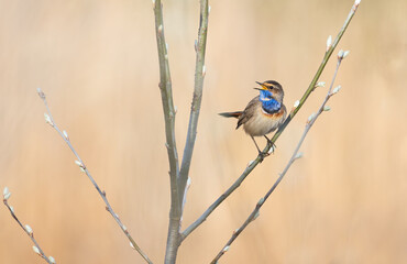 Bluethroat, Luscinia svecica. A singing male bird sits on the branch of a young tree
