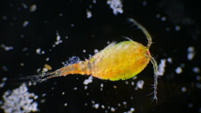 Microscopic view of a copepod on a black backdrop, revealing its thin cuticle-covered body and eggs.
