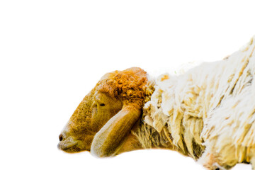 A sheep with white background