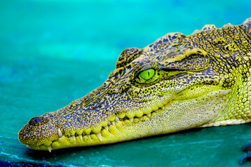 Thai crocodile resting on the ground