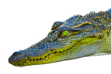 Thai crocodile with white background