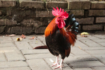 rooster in the yard