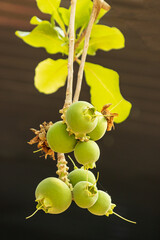 mangosteen fruit on a branch as background.