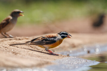 African Golden breasted Bunting standing along waterhole in Kruger National park, South Africa ; Specie Fringillaria flaviventris family of Emberizidae