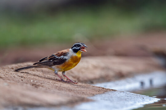 African Golden breasted Bunting standing along waterhole in Kruger National park, South Africa ; Specie Fringillaria flaviventris family of Emberizidae
