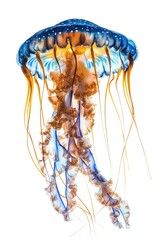 Beautiful jellyfish, blue and brown colors, white background