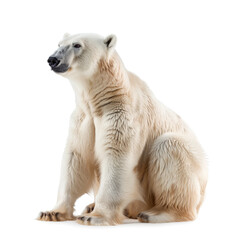 Seated Polar bear facing sideways