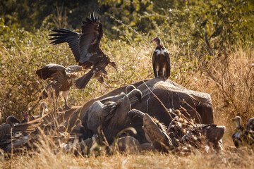 Hooded vulture and White backed Vulture scavenging on dead elephant carcass in Kruger National park, South Africa ; Specie Gyps africanus family of Accipitridae