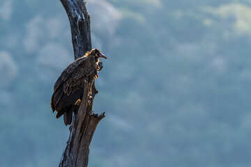 Hooded vulture standing on dead tree in backlit in Kruger National park, South Africa ; Specie...