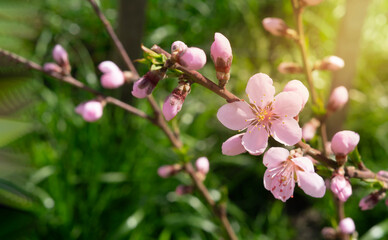 Fototapeta na wymiar Pink peach flowers background with sunlight 