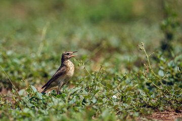 Long-billed Pipit standing in grass in Kruger National park, South Africa ; Specie Anthus similis family of Motacillidae