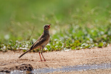 Long-billed Pipit standing along waterhole in Kruger National park, South Africa ; Specie Anthus similis family of Motacillidae