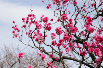 Branches of sakura flowers, cherry blossom