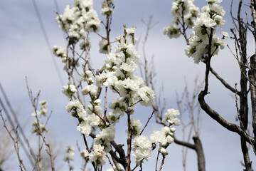 Branches of sakura flowers, cherry blossom