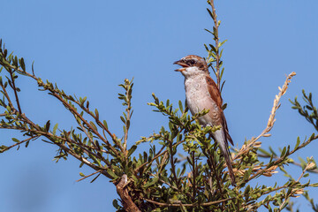 Red-backed Shrike female singing on a shrub in Kruger National park, South Africa ; Specie Lanius collurio family of Laniidae