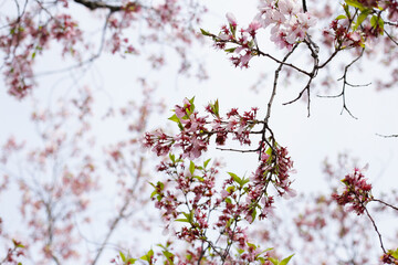 Branches of sakura flowers, cherry blossom