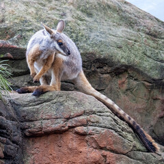 Yellow-footed rock-wallaby, Petrogale xanthopus, or ring-tailed rock-wallaby, on rocky outcrop. A vulnerable species endemic to South Australia, New South Wales and south-west Queensland