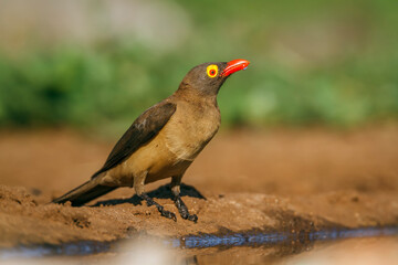 Red billed Oxpecker along waterhole with reflection in Kruger National park, South Africa ; Specie Buphagus erythrorhynchus family of Buphagidae
