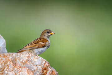 Southern Grey-headed Sparrow standing on a rock isolated in natural background  in Kruger National park, South Africa ; Specie family Passer diffusus of Passeridae