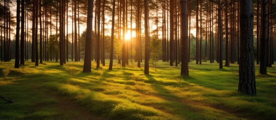 Golden Sunset Rays Illuminating Pine Forest