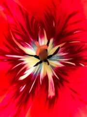   abstract photo of the middle of a red tulip flower.
