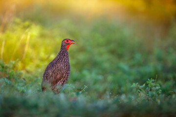 Swainson's Spurfowl singing at dawn in Kruger National park, South Africa ; Specie Pternistis swainsonii family of Phasianidae