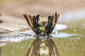 Village weaver bathing front view in waterhole in Kruger National park, South Africa ; Specie...