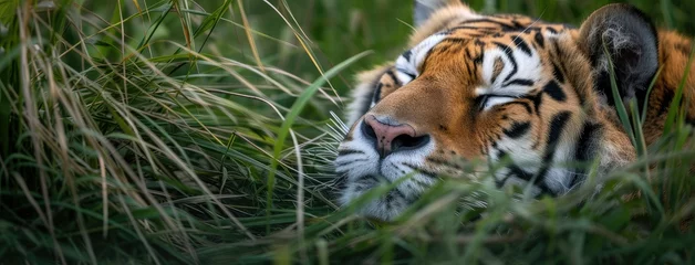 Fotobehang Serene Tiger Sleeping Peacefully in Green Grass © evening_tao