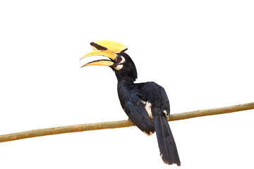 Oriental pied hornbill isolated on transparent background png file