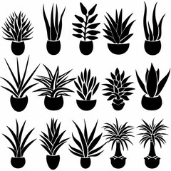 Bromeliad (Bromeliaceae genera) Pot Plant Icon Set, Bromeliaceae genera Plant Flat Design - obrazy, fototapety, plakaty