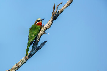 White fronted Bee eater isolated in blue background in Kruger National park, South Africa ; Specie Merops bullockoides family of Meropidae