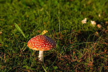 Amanita Muscaria, poisonous mushroom. sprouting among grass in natural landscape.