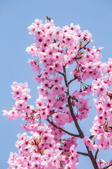 Pink cherry blossom tree in full bloom - 781917142
