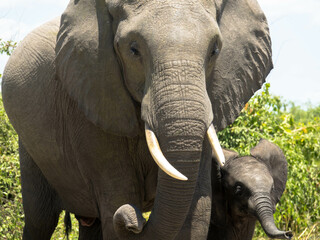 Female elephant with her calf walking at chobe national park. Close up. Tourism and vacations...