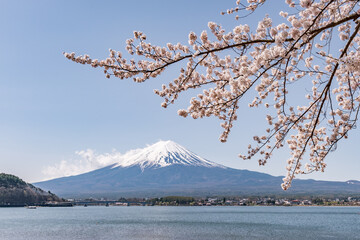 Mount Fuji with pink cherry blossom in spring, Lake Kawaguchi, Kawaguchiko, Yamanashi Prefecture, Japan - 781918541