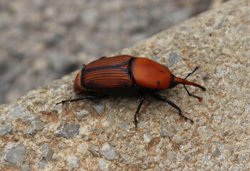 Roter Palmrüssler, Sagowurm, Rhynchophorus ferrugineus