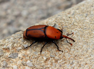 Roter Palmrüssler, Sagowurm, Rhynchophorus ferrugineus