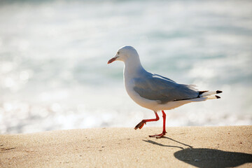 Seagull walking along the beach