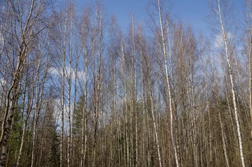 Foto op Plexiglas Beautiful spring forest on blue sky background © Helena